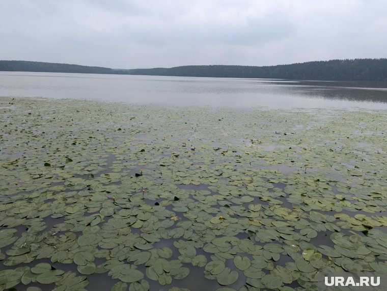 Вода в озере продолжает цвести из-за низкого количества кислорода