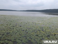 Вода в озере продолжает цвести из-за низкого количества кислорода 