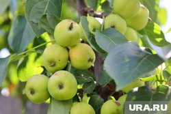 Яблоню нужно обрабатывать после весенних заморозков