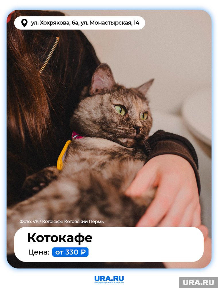 В котокафе действует почасовая оплата