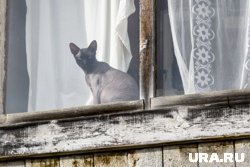 В жару не стоит открывать полностью окна, чтобы кошка не выпала