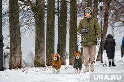 В новогодние праздники пересмотрите время выгула собак