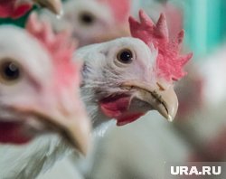 В ГУ МЧС раскрыли причину пожара на птицефабрике «Равис»