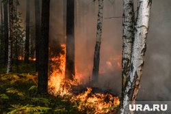 На месте пожара в Верхнесадовом в Севастополе работают подразделения МЧС 