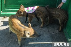 Семью кабанчиков заметили под Тюменью в Нижнетавдинском районе 