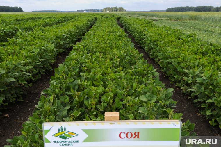 Выращивание сои в Курганской области имеет высокие перспективы