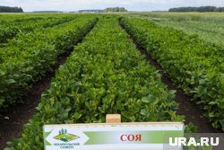 Выращивание сои в Курганской области имеет высокие перспективы