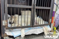 Для пса так и не нашли новых хозяев