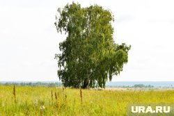 Житель Челябинской области поплатился за заросшие травой и деревьями поля