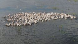 В стае насчитывается 450 особей