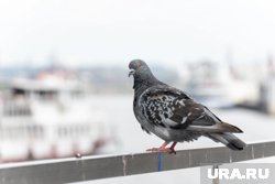 Водитель внедорожника, пытаясь избежать наезда на птицу, совершил резкий маневр