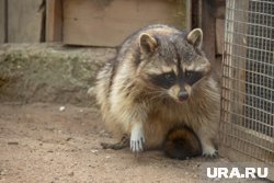 На 1 Июня детям предложат общение с енотом, сдачу норм ГТО и пенную вечеринку