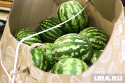 Поставки арбузов увеличили в семь раз