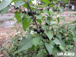 Паслен похож на мини-чернику