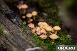 Сезон опят начинается с приходом осени