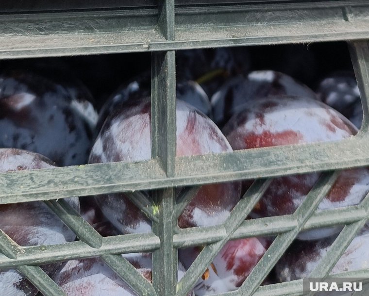 В документах на сливу отсутствовала информация о месте происхождения продукции 