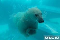 Скоро Парма вырастет в большого медведя (архивное фото)