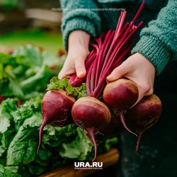 Начиная со второй половины лета свекле особенно нужен калий и фосфор