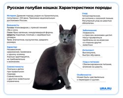 Красота русских голубых кошек поразительна, поэтому число ее поклонников растет