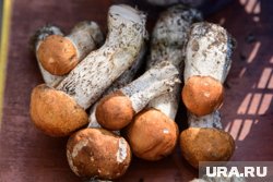 Сентябрь - самое время собирать грибной урожай