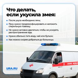 При укусе змеи главное - как можно быстрее добраться до больницы