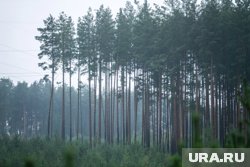Рубить деревья без разрешения нельзя