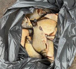 Ловились крупные караси