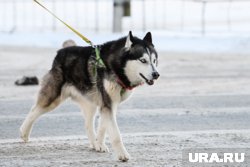 Курганцы с собаками завоевали медали в Тюменской области