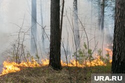 Три природных пожара на данный момент локализованы