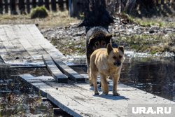 За укус собаки администрация заплатила 100 тысяч рублей (архивное фото)