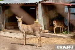 Предположительно, животных завезли из Европы