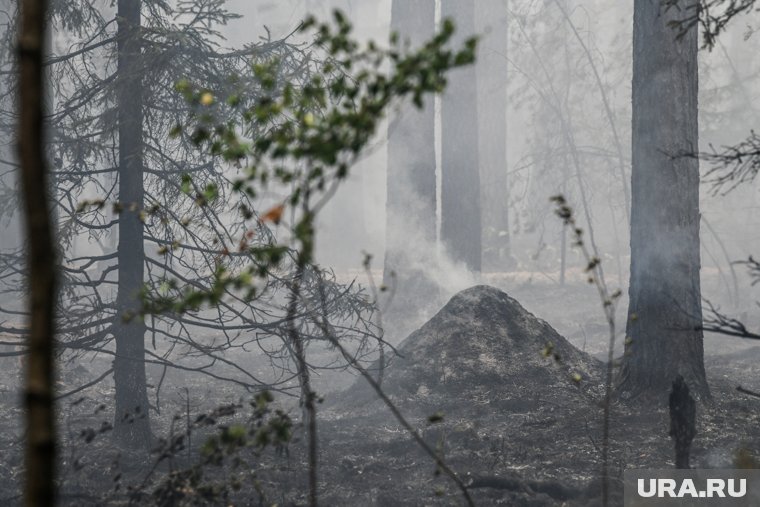 Режим ЧС введен из-за лесных пожаров