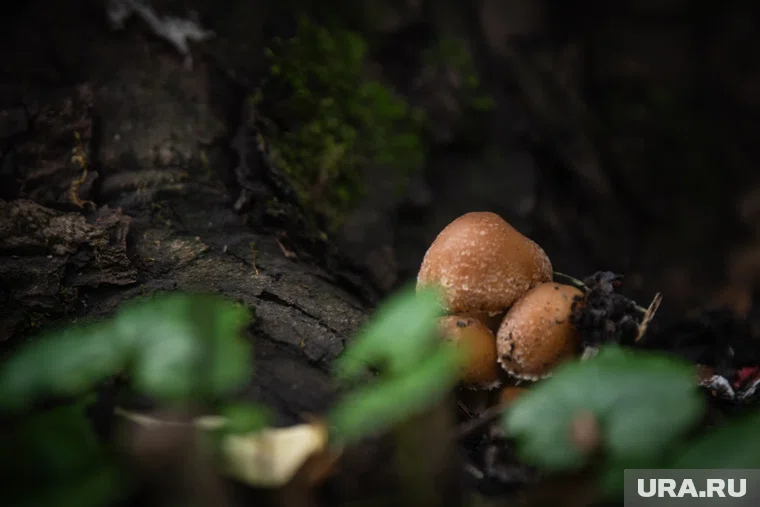 Всемирный день грибника объединяет людей, которые любят лес и ценят его дары