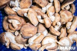 Больше всего уральцам попадаются сухие грузди