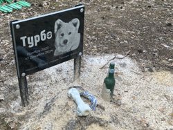 Пес прожил чуть больше года