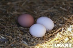 Сальмонелла может оказаться не только в курице, но и в яйцах, рыбе и молоке