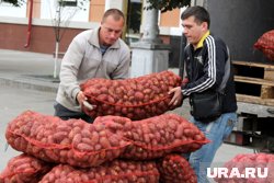 Из-за низких цен производители сократили в 2024 году площади посадок под картофель на 30 тысяч гектаров