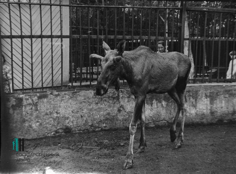 Одно из преимуществ старого зоопарка — его расположение, в самом центре Перми