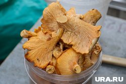 Лисички можно готовить в разных видах
