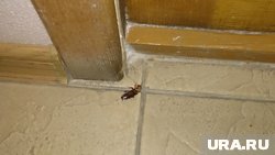 Тараканы падают прямо из контейнера с одноразовыми полотенцами для рук