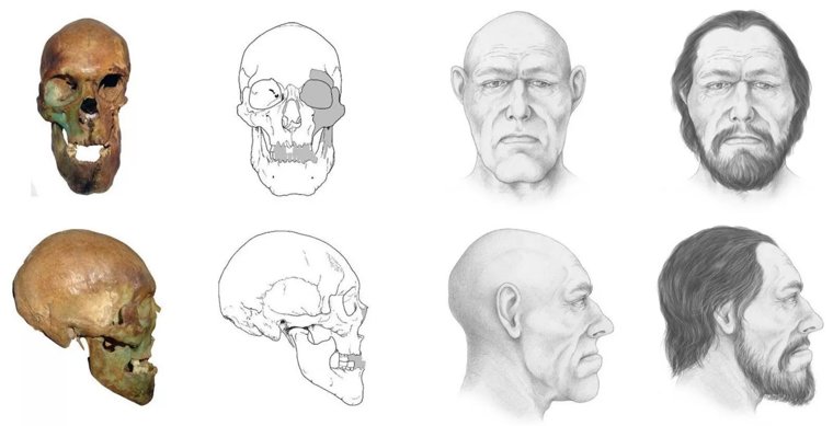 Череп и реконструкция внешности мужчины из синташтинского могильника