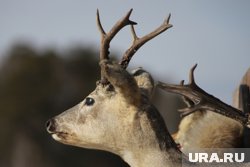 В Курганской области появились новые случаи смертельного заболевания косуль