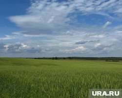 Редкие растения и животные на новой площадке не обнаружены