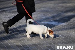 Пушистые друзья ямальских мэров