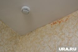 Плесень сказывается на здоровье шестерых детей, один из которых является инвалидом