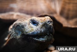 Необычный улов в Ноябрьске: водяная черепаха попалась на крючок 