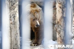 Двух медведей нашли на месте поисков пропавшей семьи в Красноярском крае