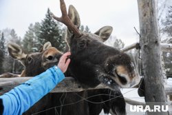 В Кургане создадут натурпарк, в котором будут жить лоси, олени и хищные птицы