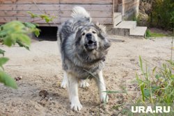 Силовики проводят проверку из-за нападения собак на многодетную вартовчанку