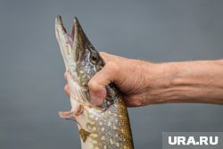 Крупных щук удалось поймать спиннингом